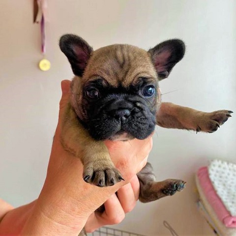 Flash Frenchies Litter C